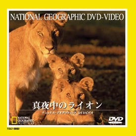 ナショナル　ジオ　グラフィック～真夜中のライオン